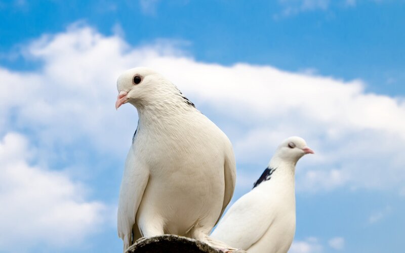 White Pigeons on Perch — Blue