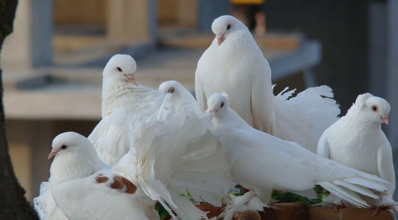 White Pigeons on Perch — Calm