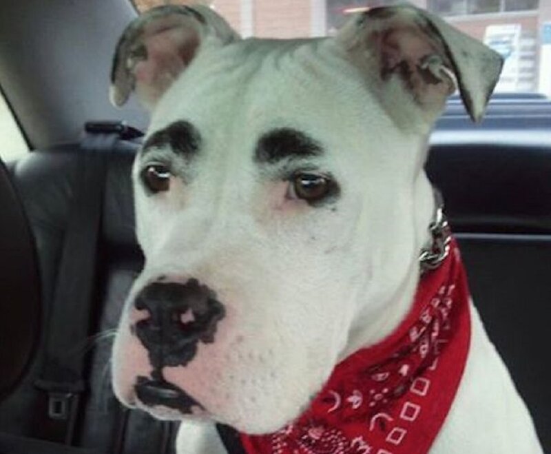 White Pit Bull Dog — Calm