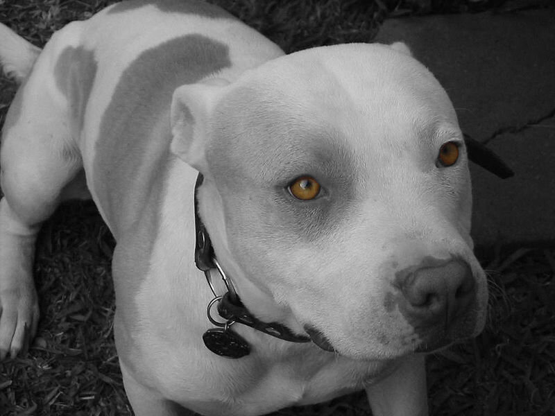 White Pit Bull Dog
