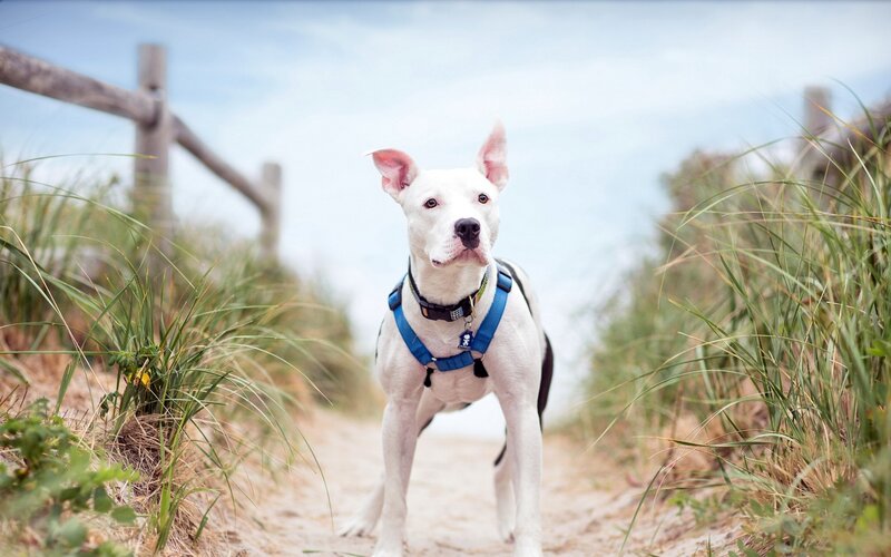 White Pit Bull on Beach