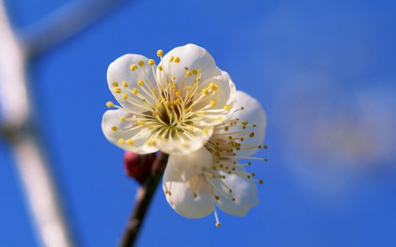 White plum blossom against blue sky