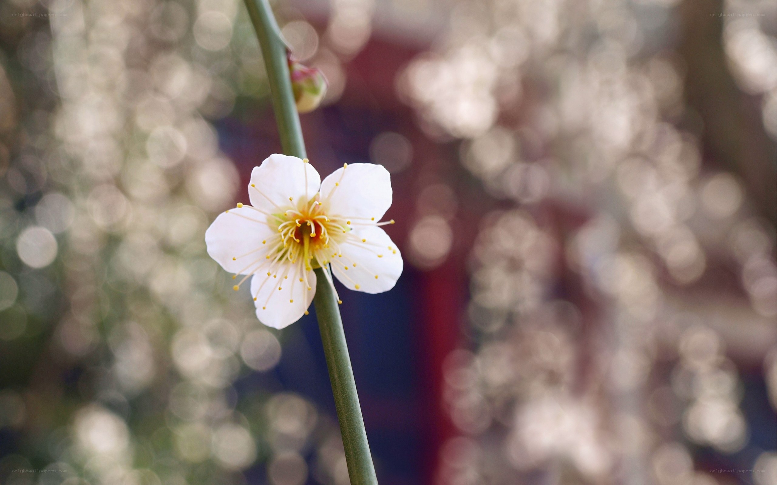 White plum blossom in bloom