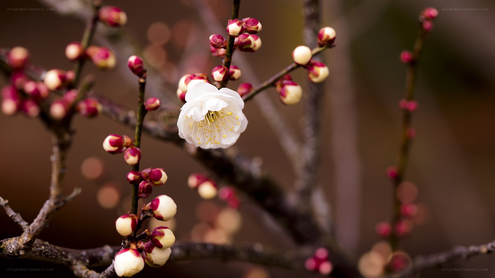 White plum blossom in bloom