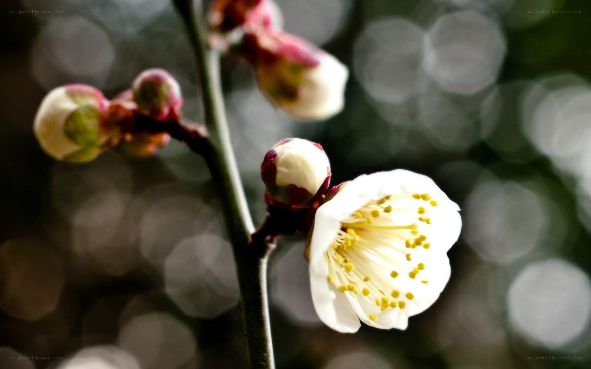 White plum blossom in bloom