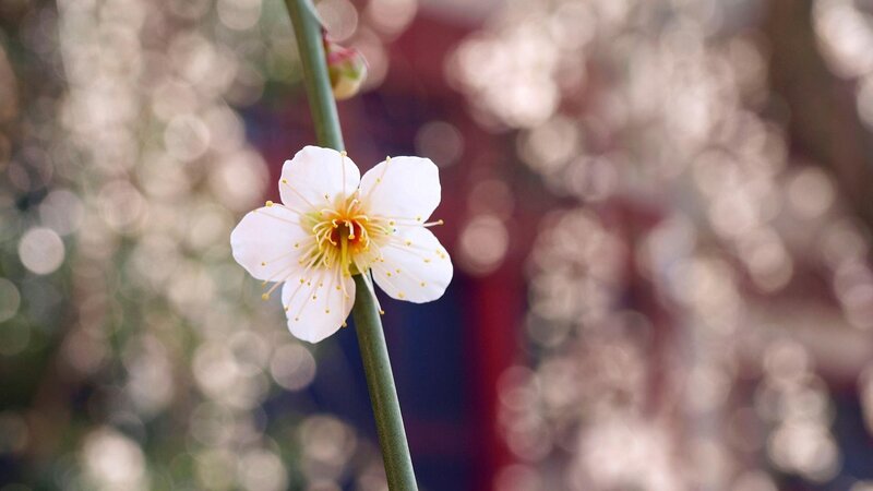 white plum blossom in focus