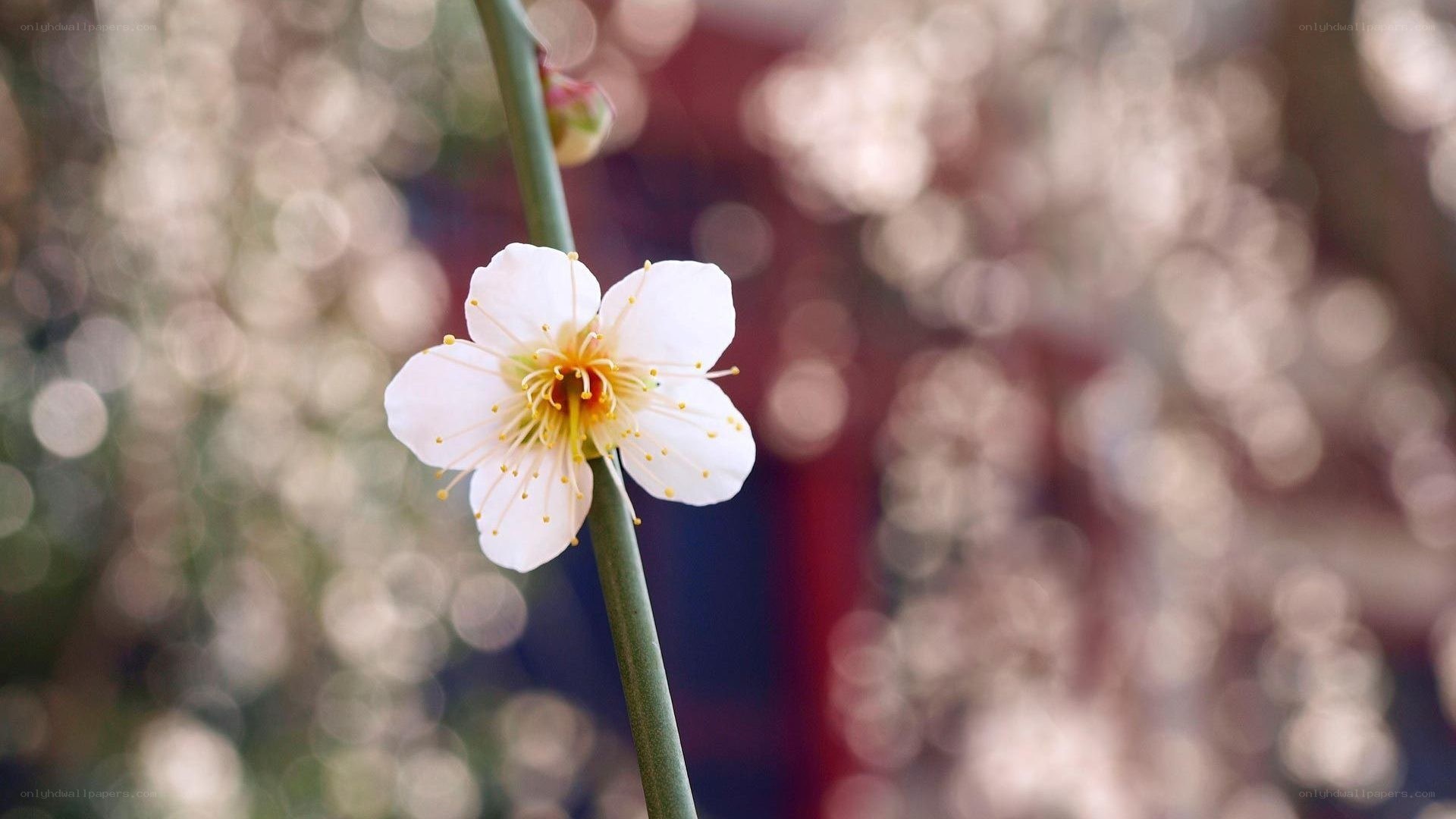 white plum blossom in focus