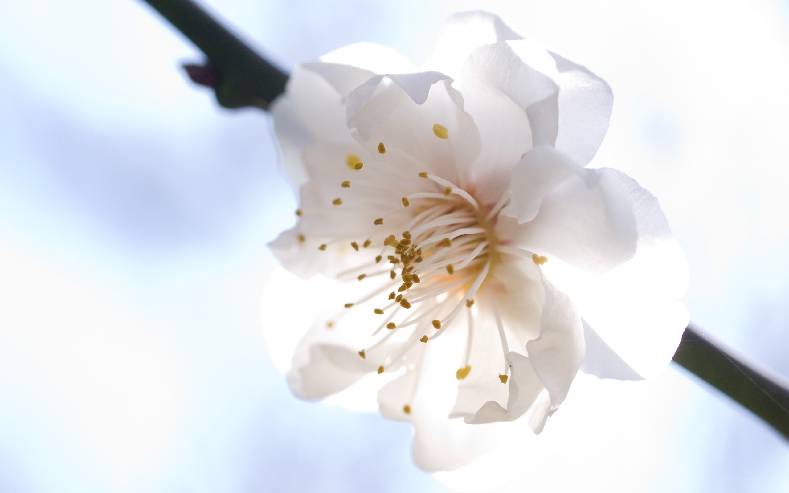 white plum blossom in sunlight