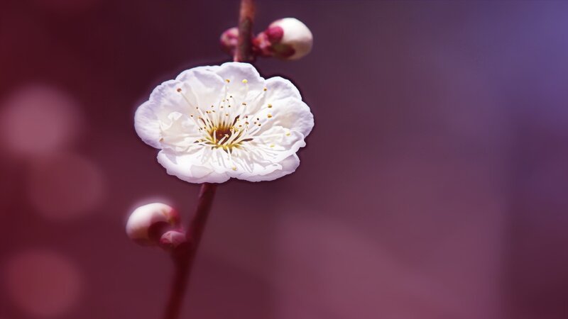 White Plum Blossom — Purple