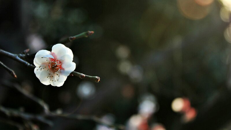 White Plum Blossom — Serene, Spring, Photograph, Branch