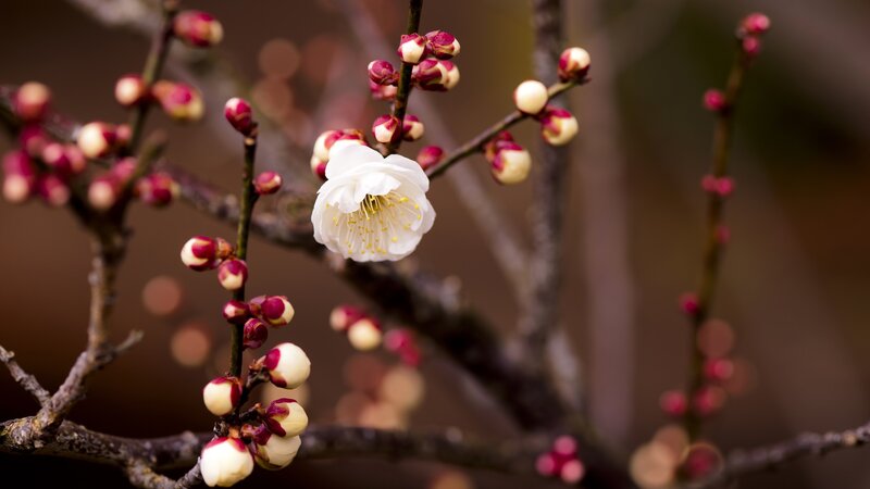 White Plum Blossom — Serene, Spring, Photograph, Bud, Branch, Brown, Pink