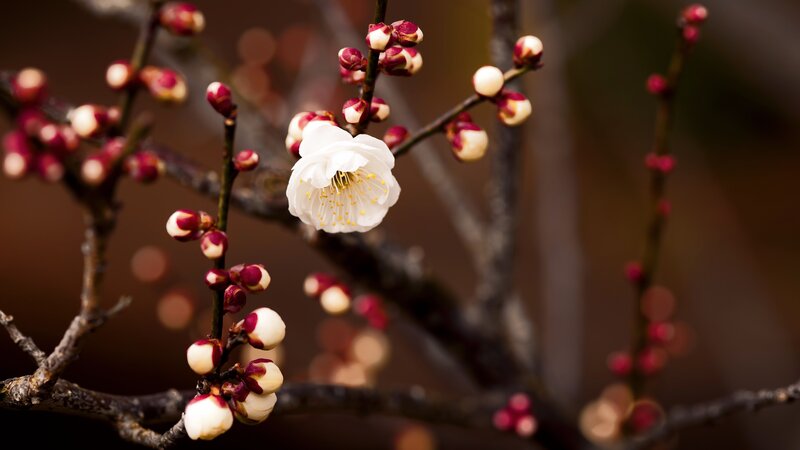 White Plum Blossom — Serene, Spring, Photograph, Bud, Branch