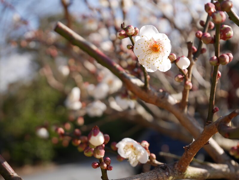White Plum Blossom — Serene, Spring, Photograph, Bud