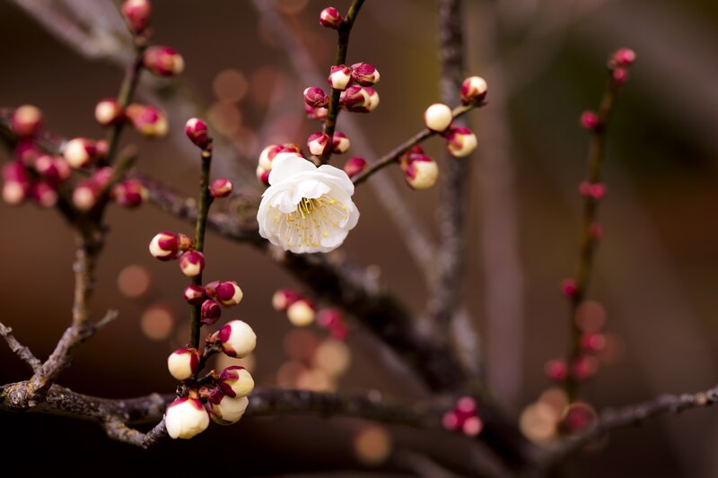 White Plum Blossom — Serene, Spring, Photograph, Buds