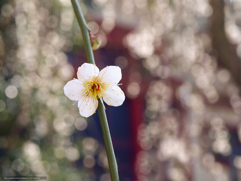 White Plum Blossom — Serene, Spring, Photograph, Flower, Branch, Bokeh