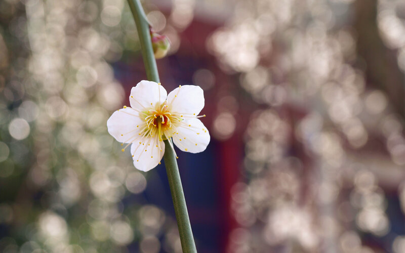 White Plum Blossom — Serene, Spring, Photograph, Flower, Stem