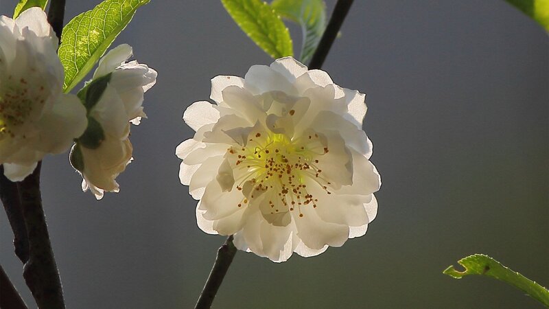 White Plum Blossom — Serene, Spring, Photograph, Flower
