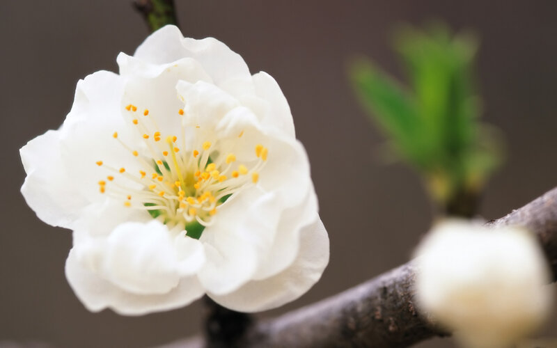 White Plum Blossom — Serene, Spring, Photograph