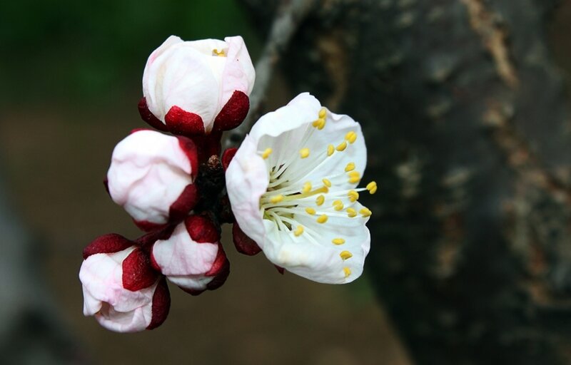 White Plum Blossom — Serene, Spring