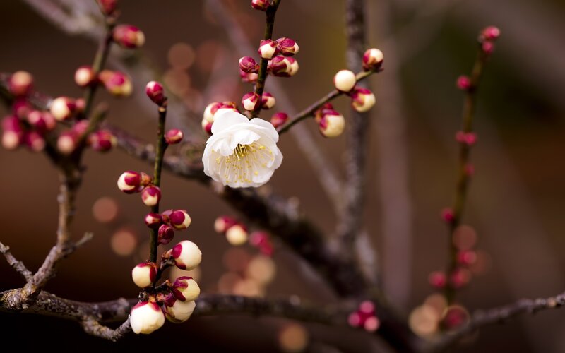 White Plum Blossom — Serene