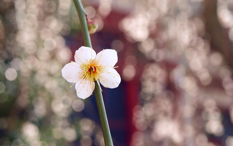 White Plum Blossom