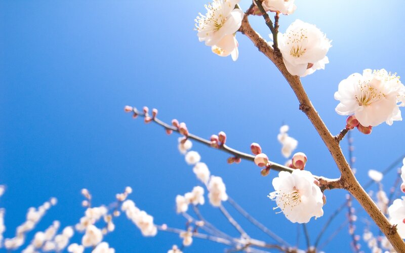 White plum blossoms against blue sky