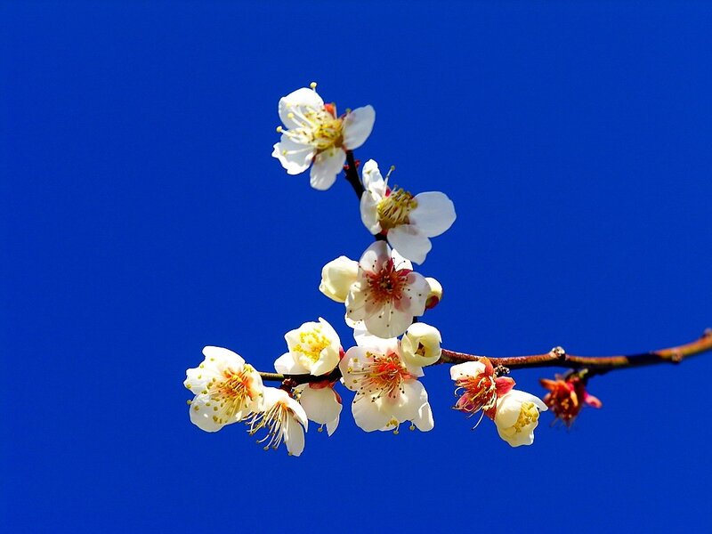 White plum blossoms against blue sky