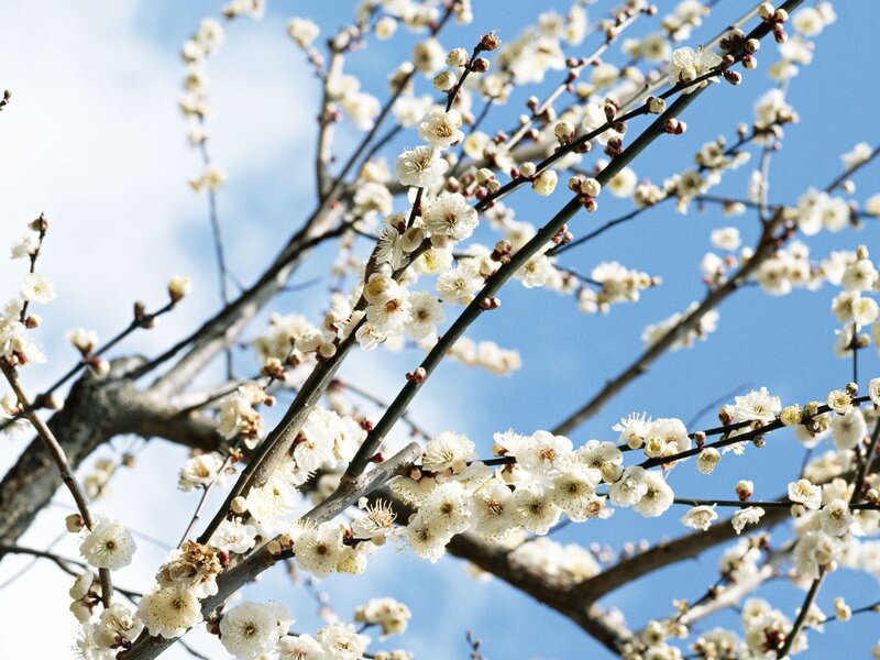 White plum blossoms against blue sky