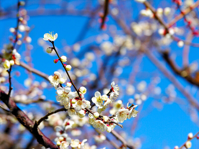 White plum blossoms against blue sky