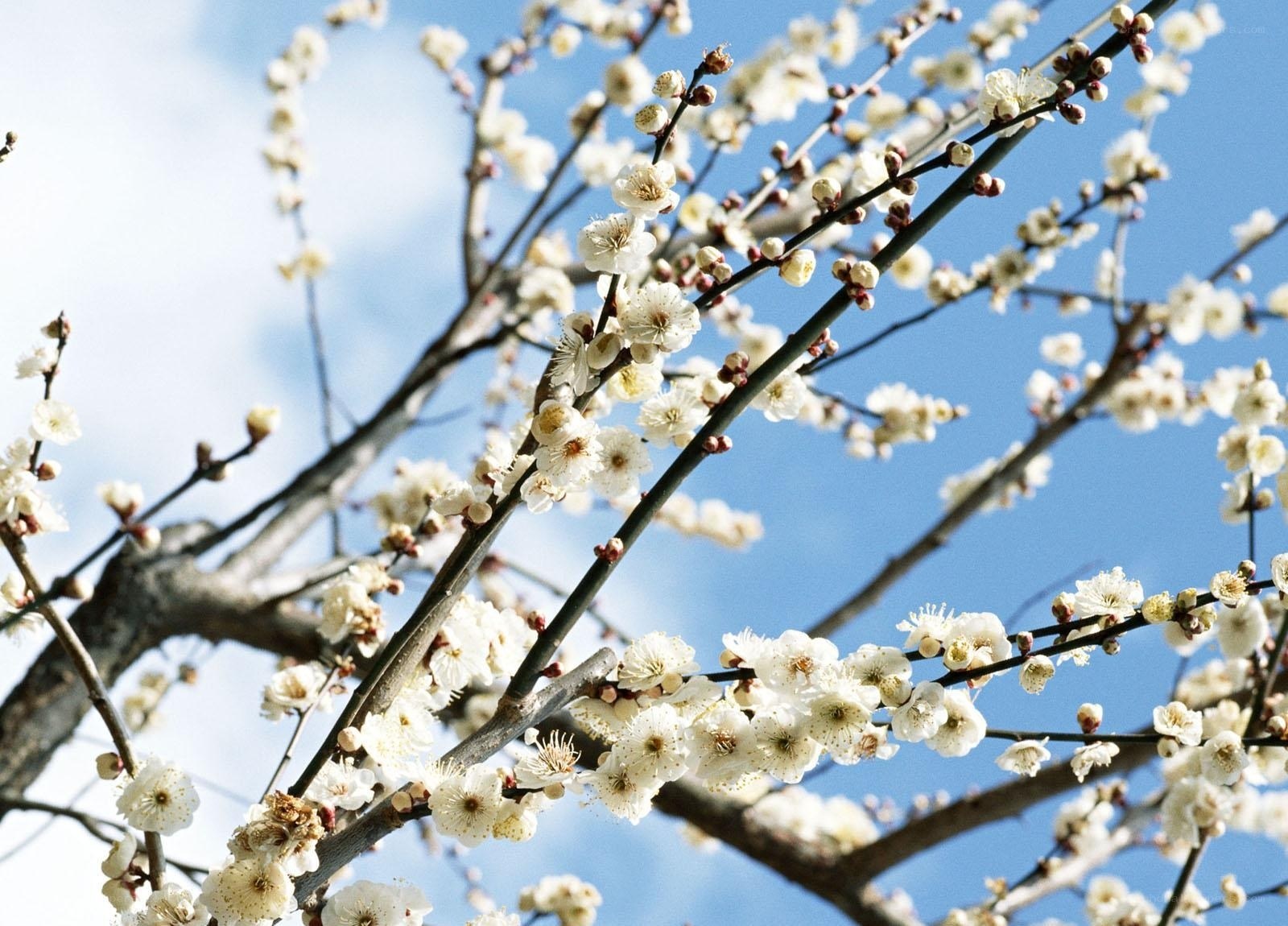 White plum blossoms against blue sky