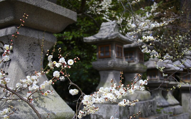 White plum blossoms at a temple