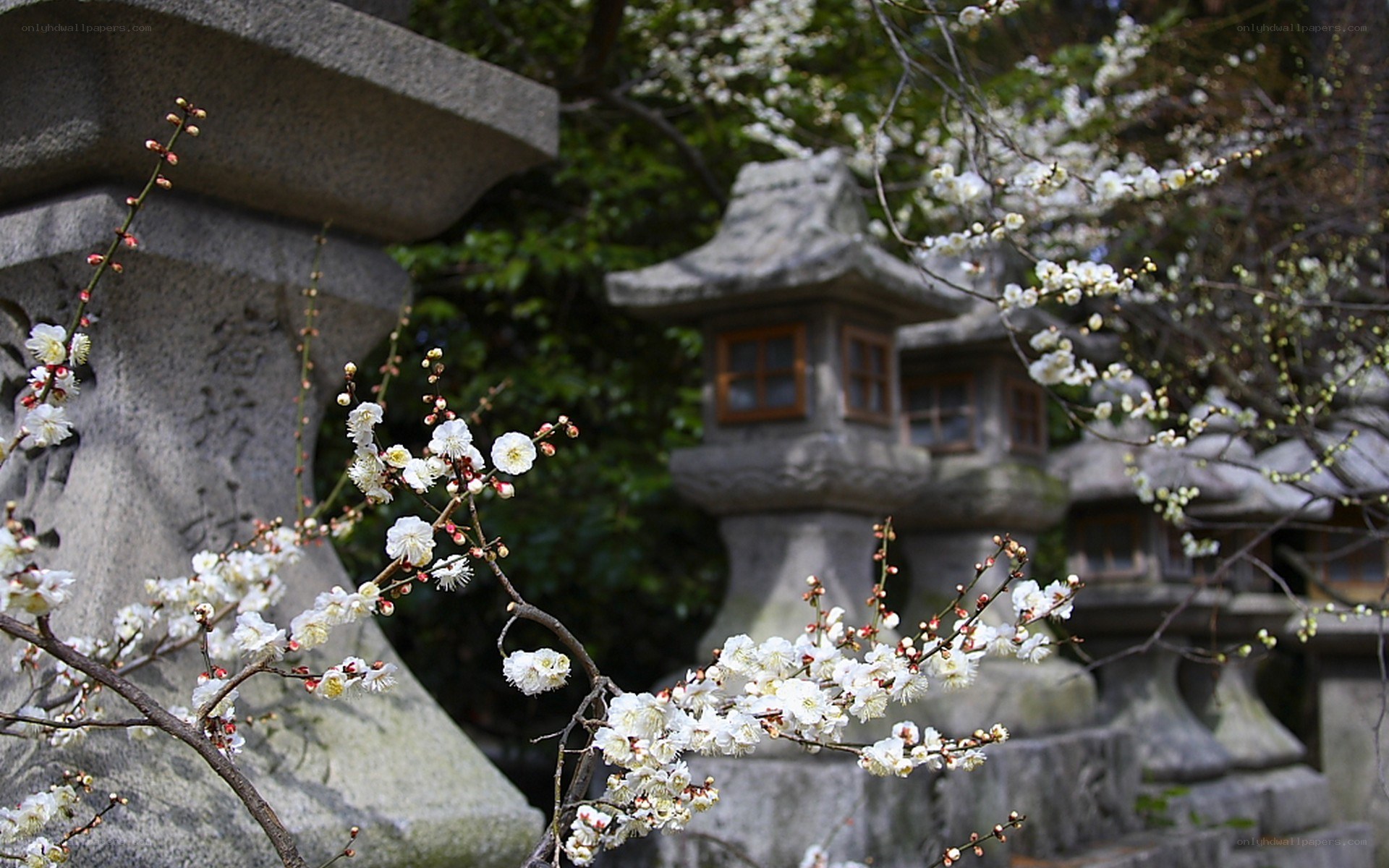 White plum blossoms at a temple