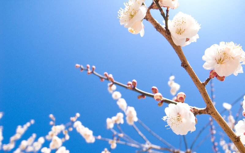 White Plum Blossoms — Blue, Serene, Spring, Photograph