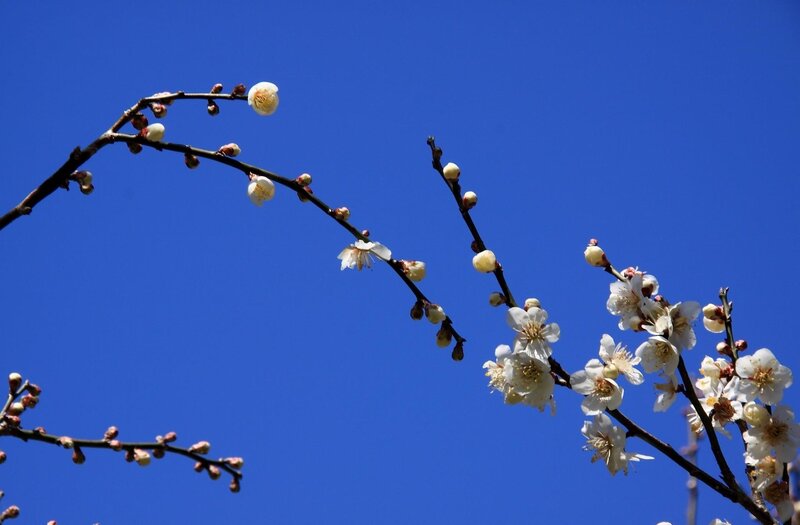 White Plum Blossoms — Blue, Serene, Spring