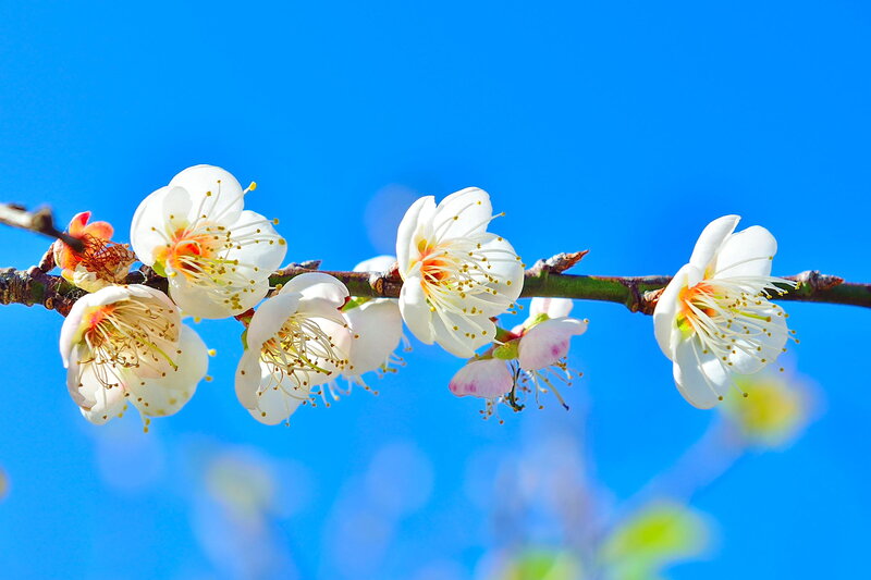 White Plum Blossoms — Blue, Serene
