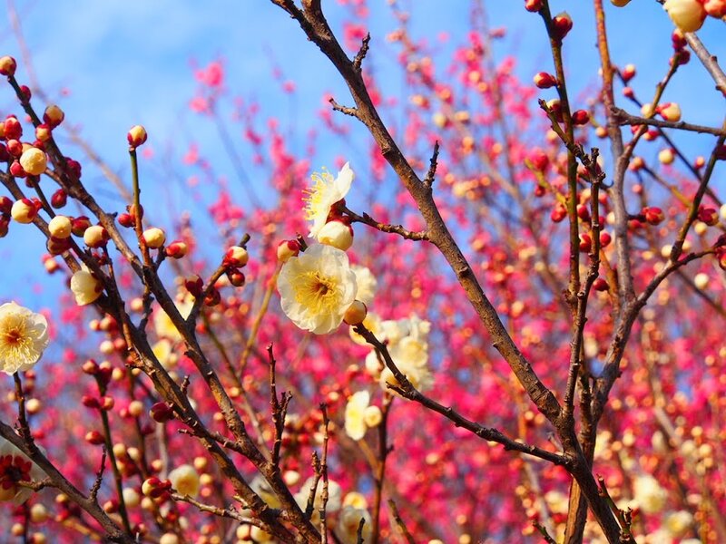 White Plum Blossoms — Blue