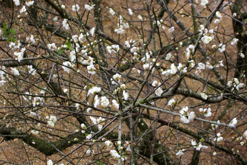 White Plum Blossoms — Calm