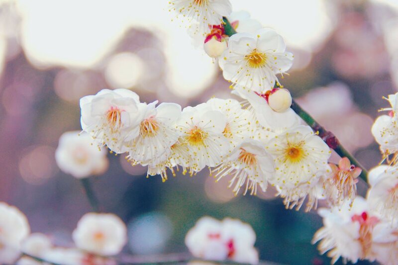 White plum blossoms in bloom
