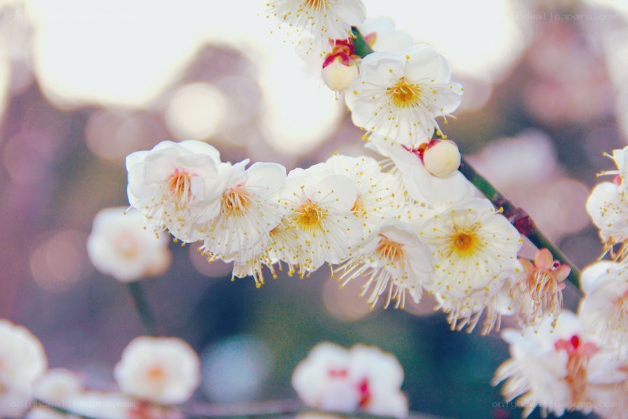 White plum blossoms in bloom