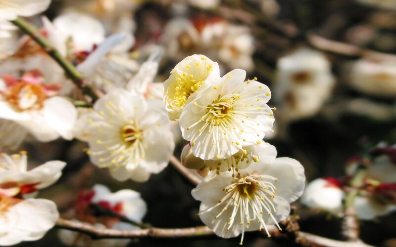White plum blossoms in bloom