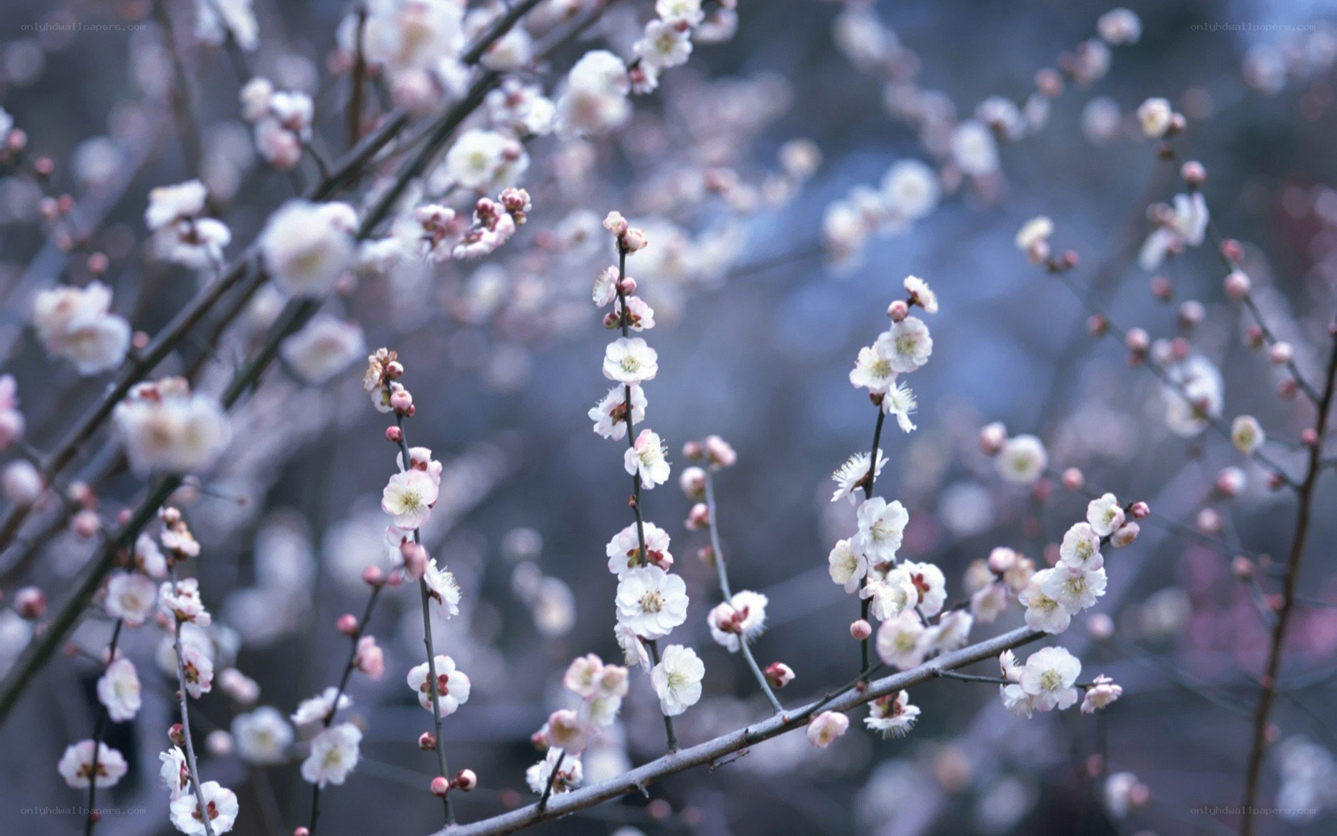 white plum blossoms in bloom