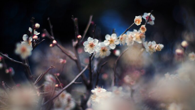 white plum blossoms in bloom