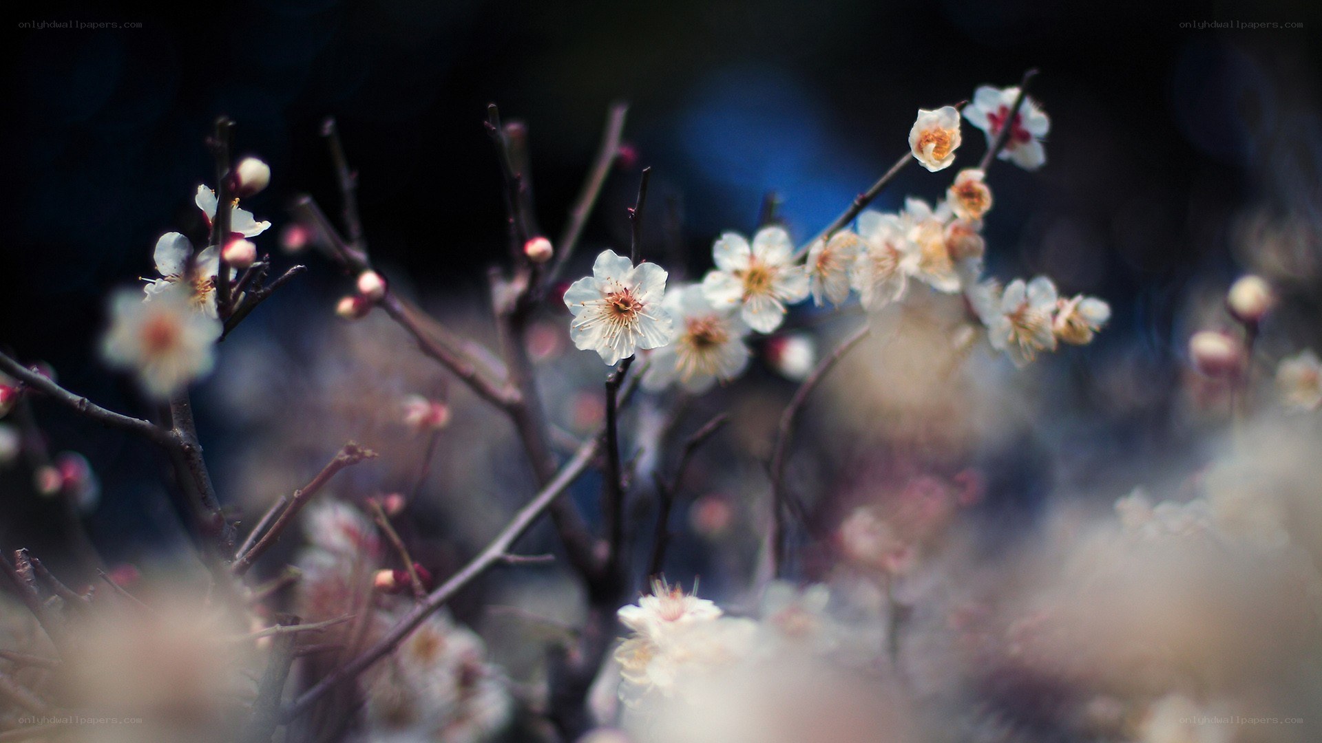 white plum blossoms in bloom