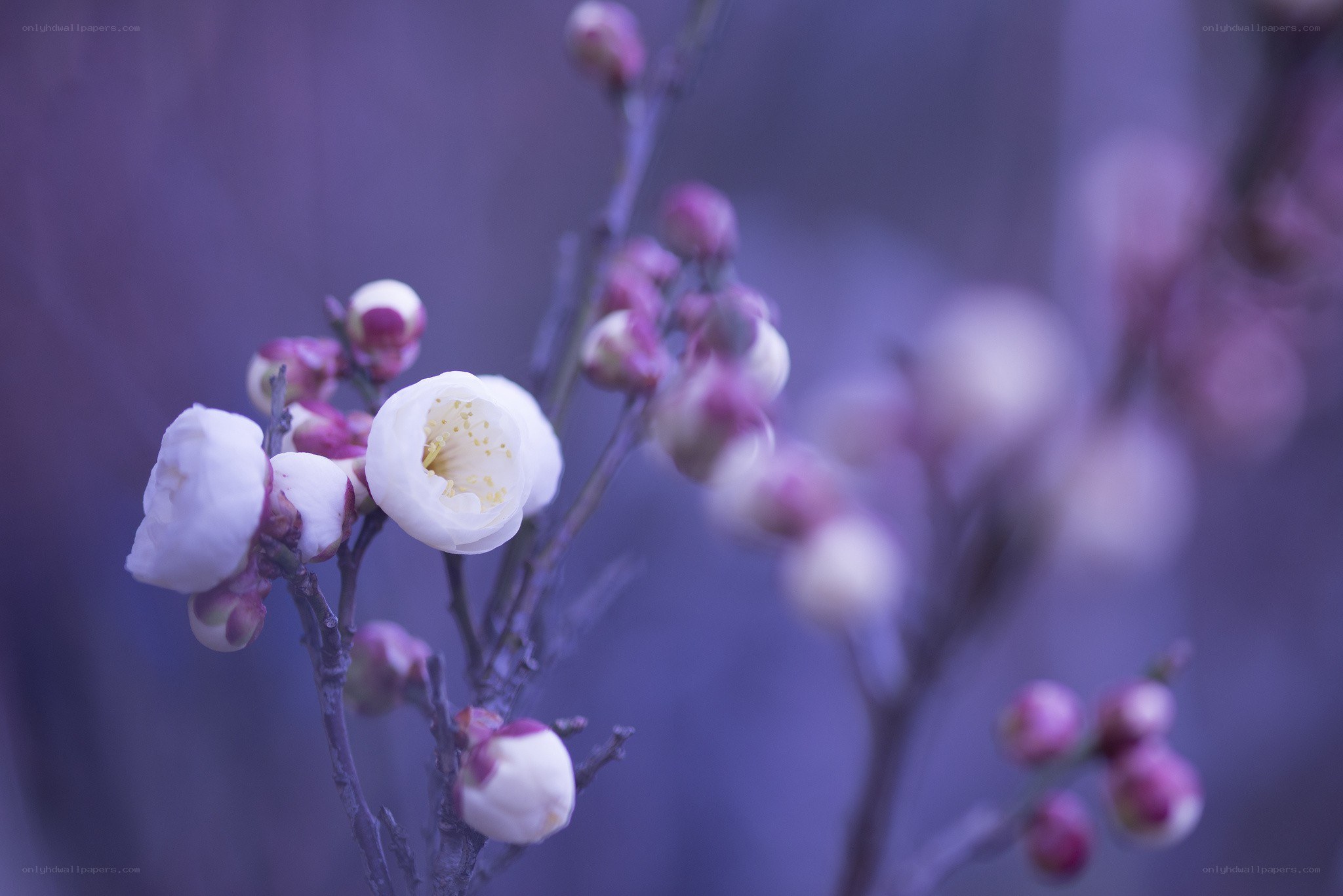White plum blossoms in bloom