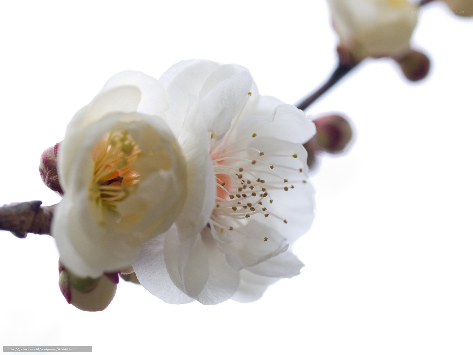 White plum blossoms in bloom
