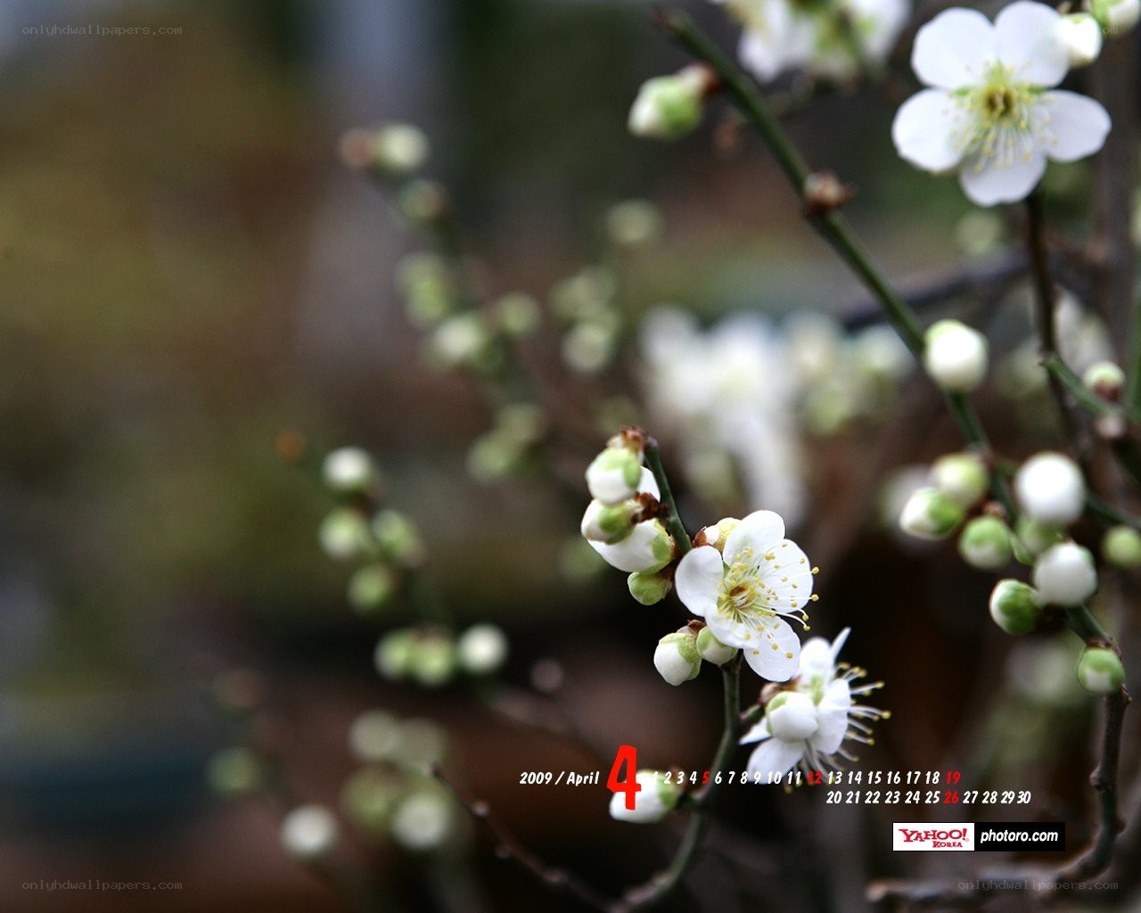 White plum blossoms in spring