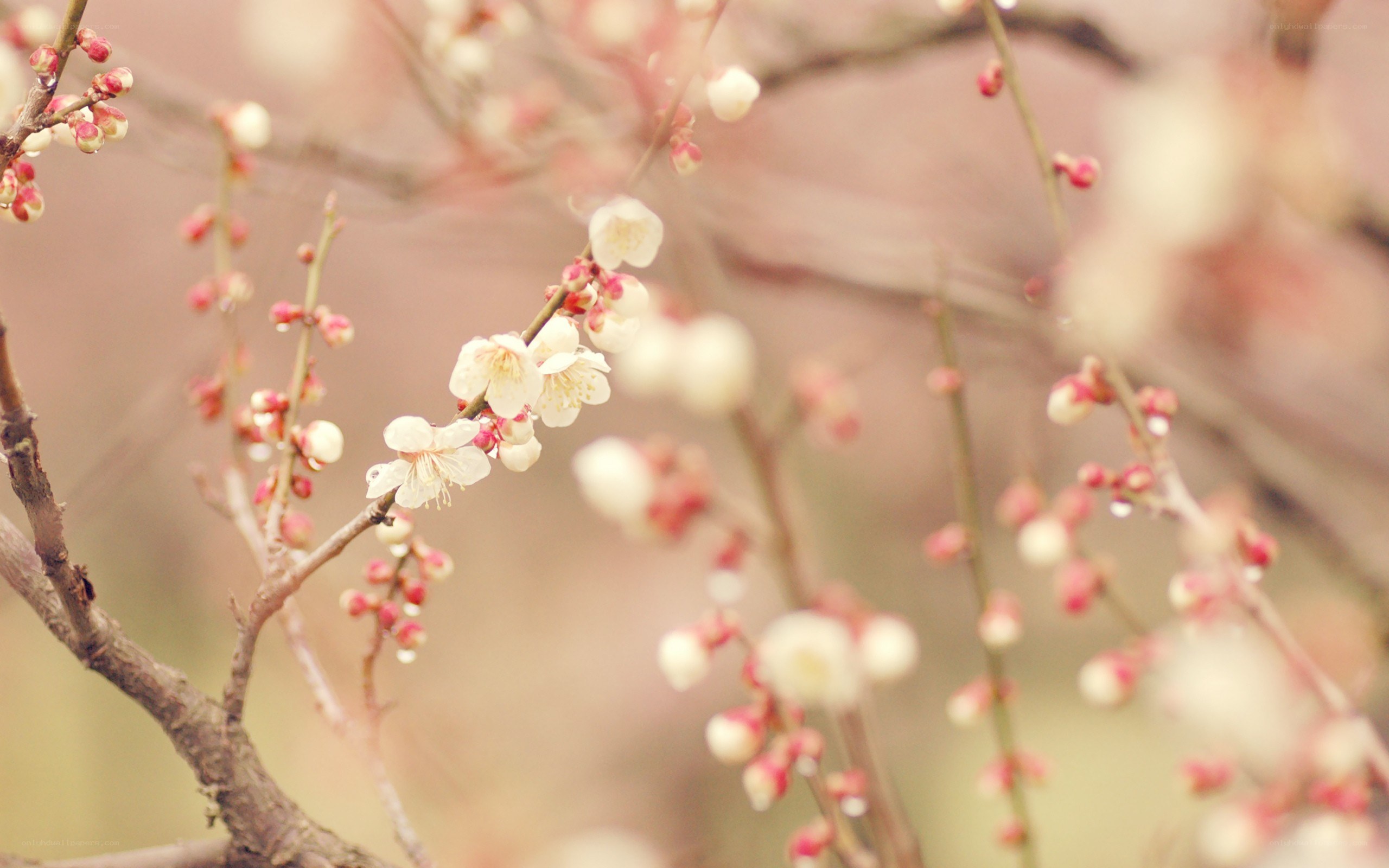 White plum blossoms in spring
