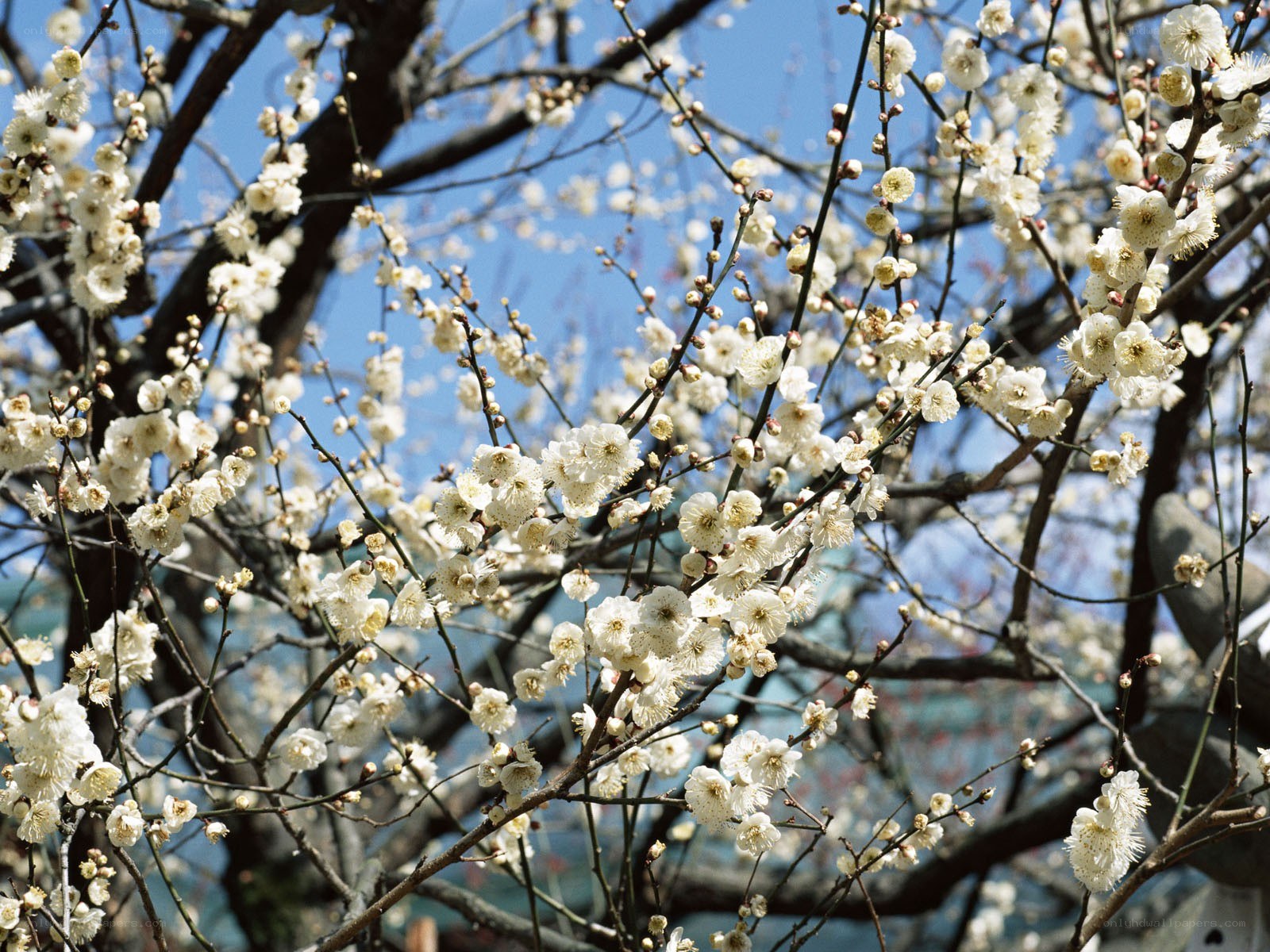 white plum blossoms in spring