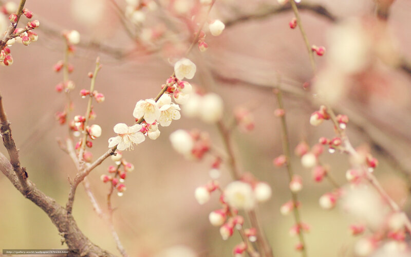 White plum blossoms in spring