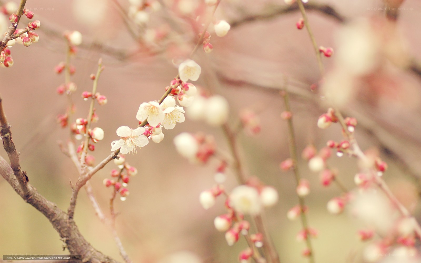 White plum blossoms in spring